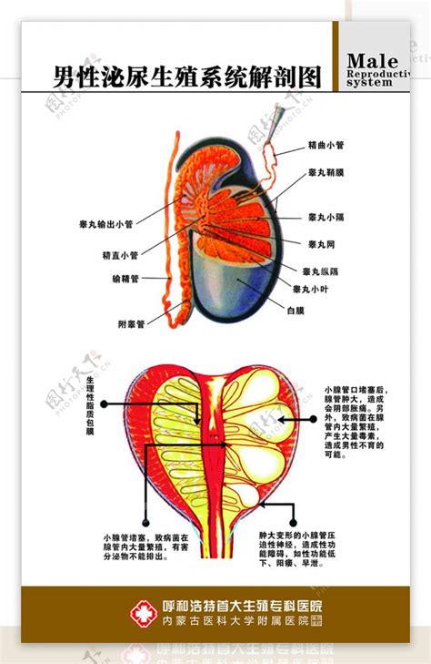 男性生殖器|男性生殖系统